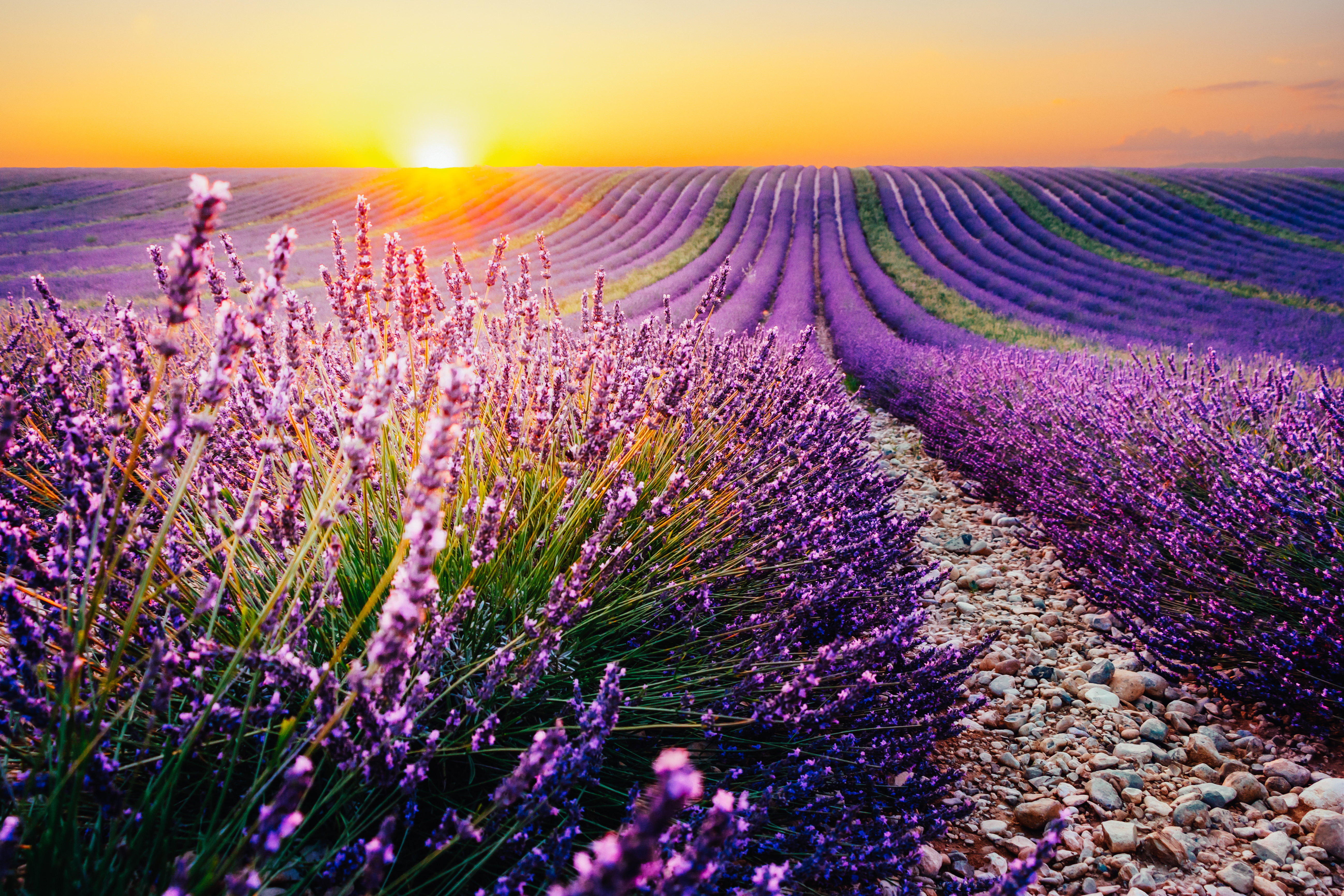Adobe Lavendel 004
