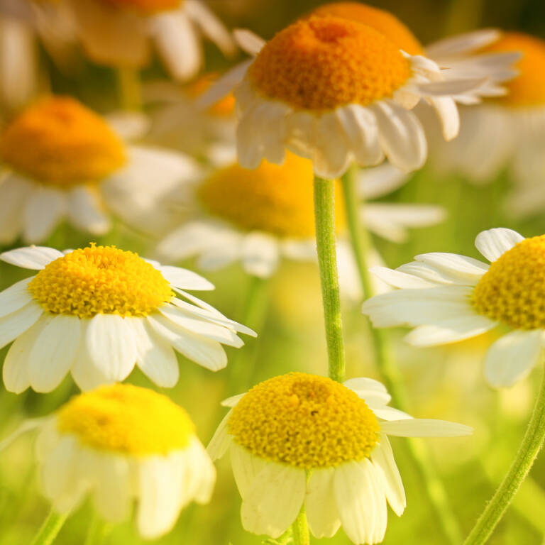 Chamomilla Echte Kamille