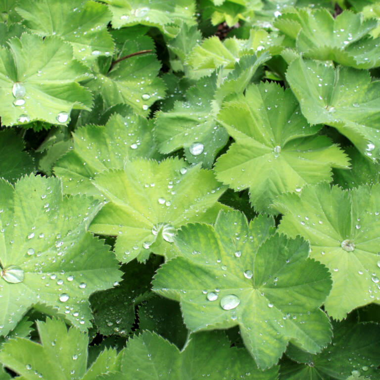 Alchemilla Vulgaris Frauenmantel